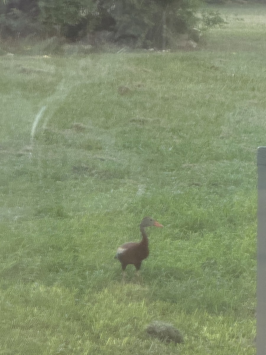 Black-bellied Whistling-Duck - ML638204799