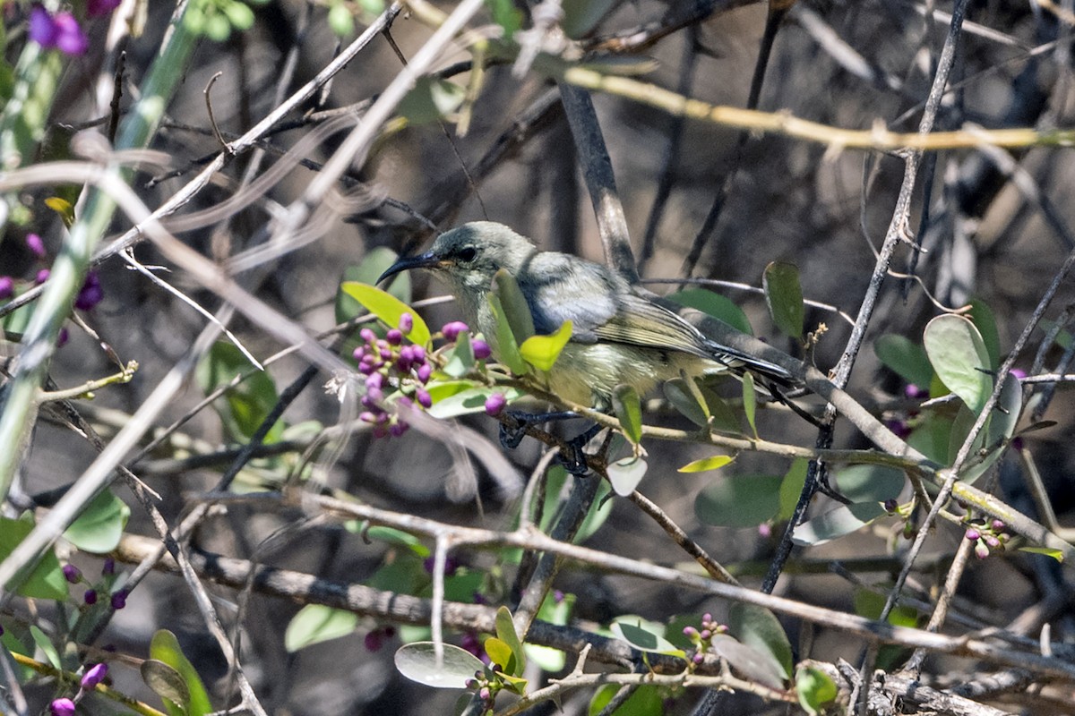 Variable Sunbird (Yellow-bellied) - ML638204804
