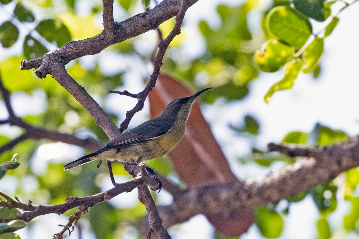 Variable Sunbird (Yellow-bellied) - ML638204808