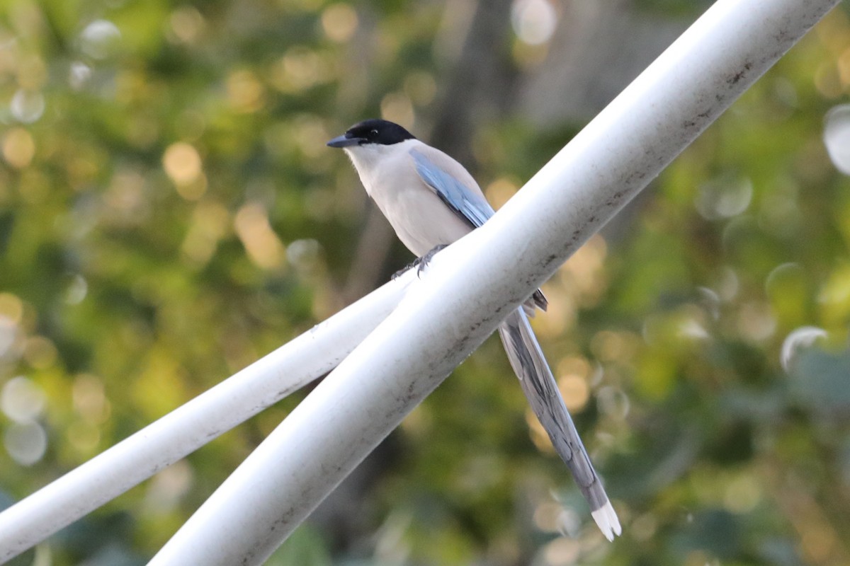 Azure-winged Magpie - ML638204809