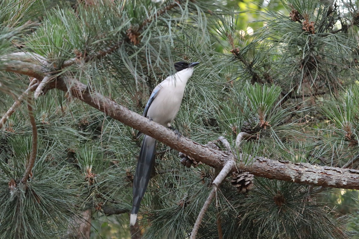 Azure-winged Magpie - ML638204814