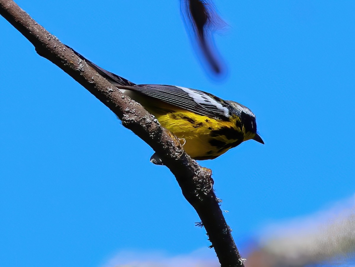 Magnolia Warbler - ML638204815