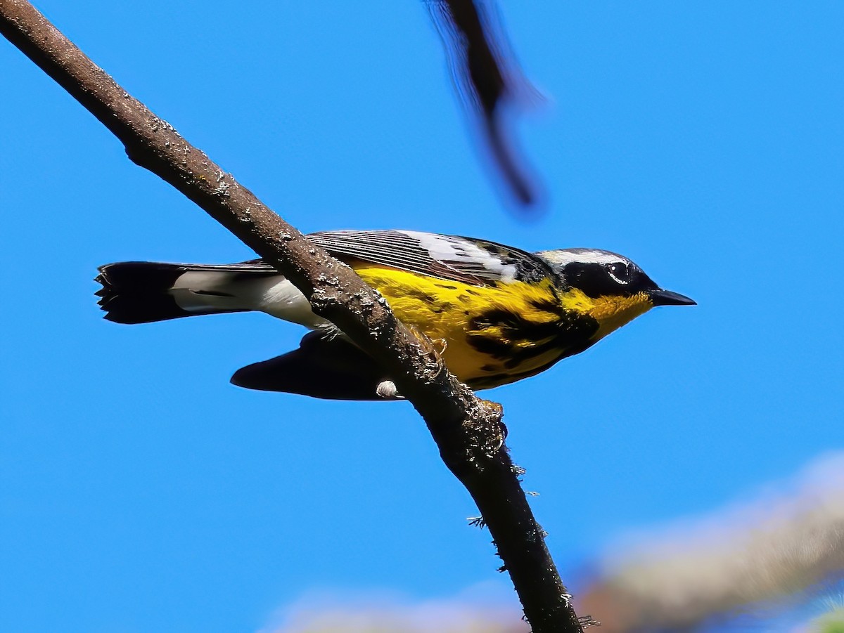 Magnolia Warbler - ML638204816