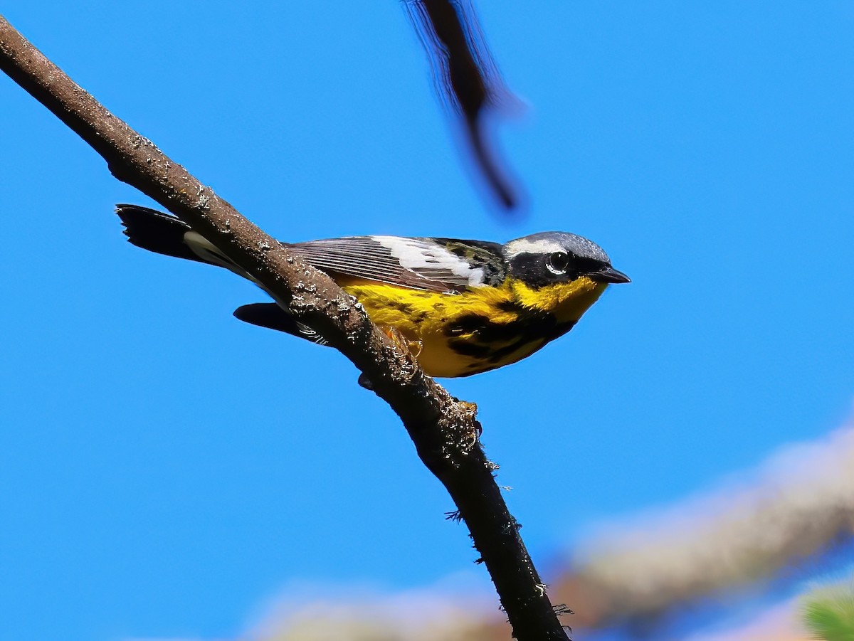Magnolia Warbler - ML638204817