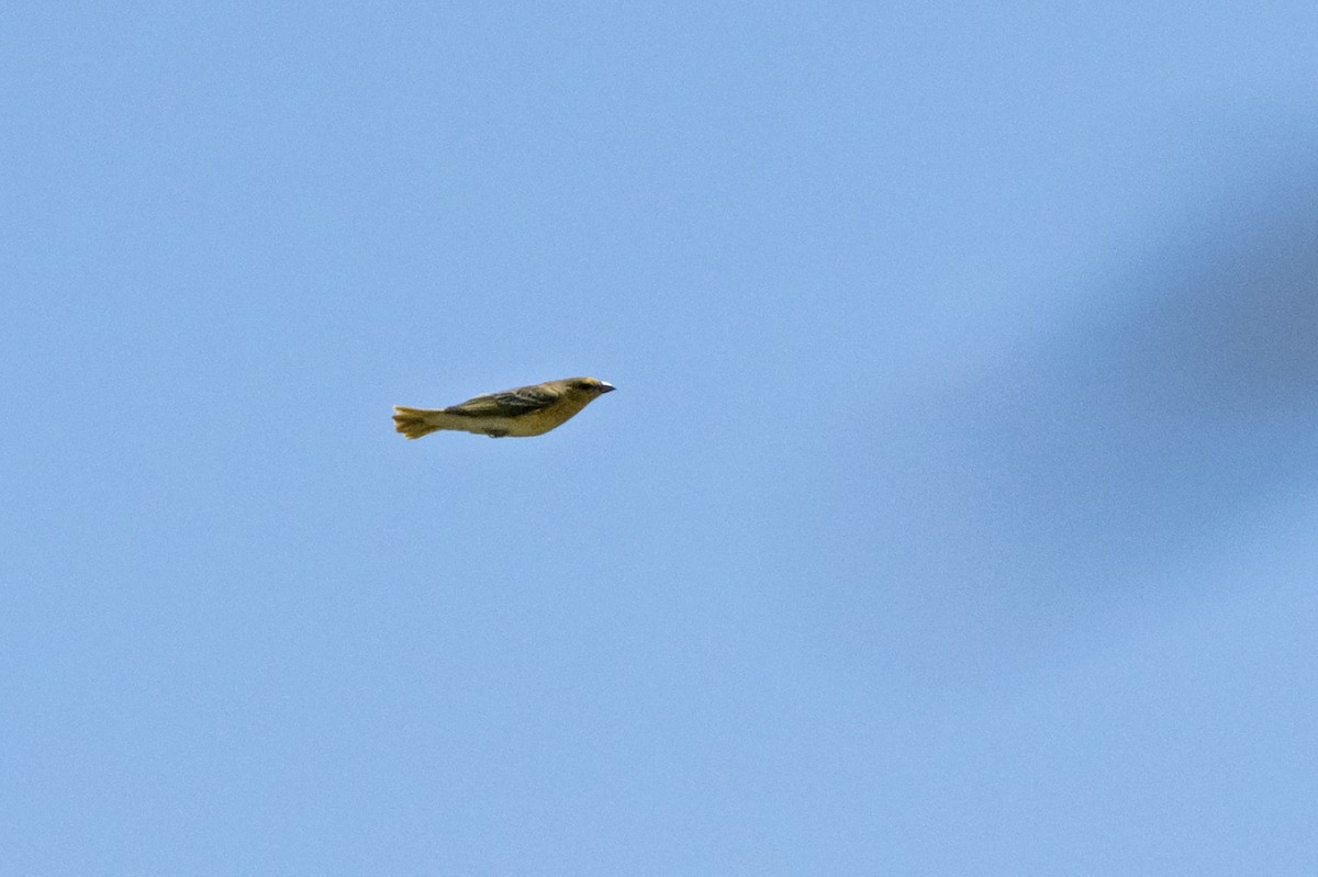 Spectacled Weaver - ML638204823