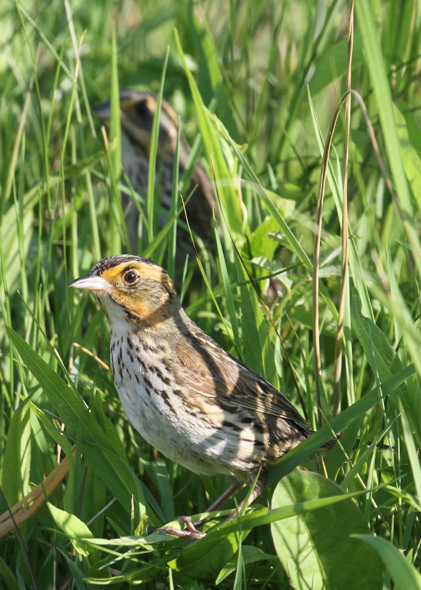 Saltmarsh Sparrow - ML638204827