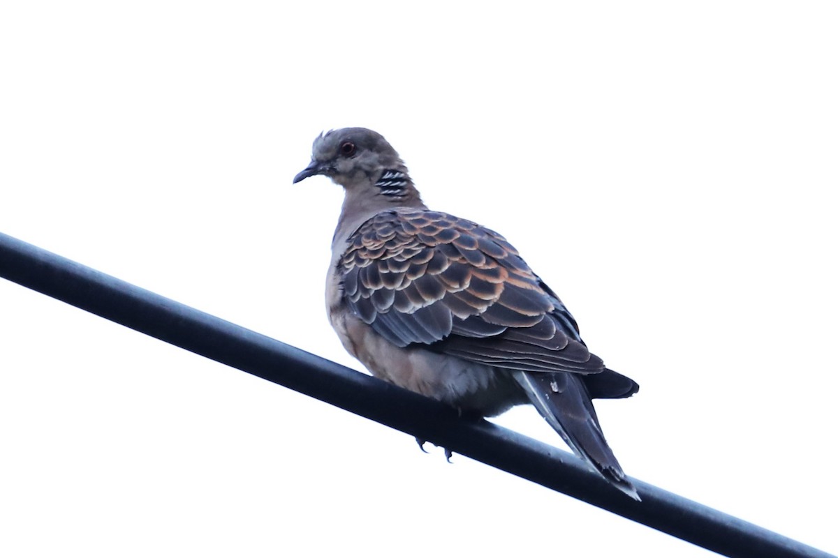 Oriental Turtle-Dove - ML638204831