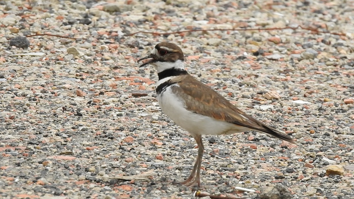Killdeer - ML638204837