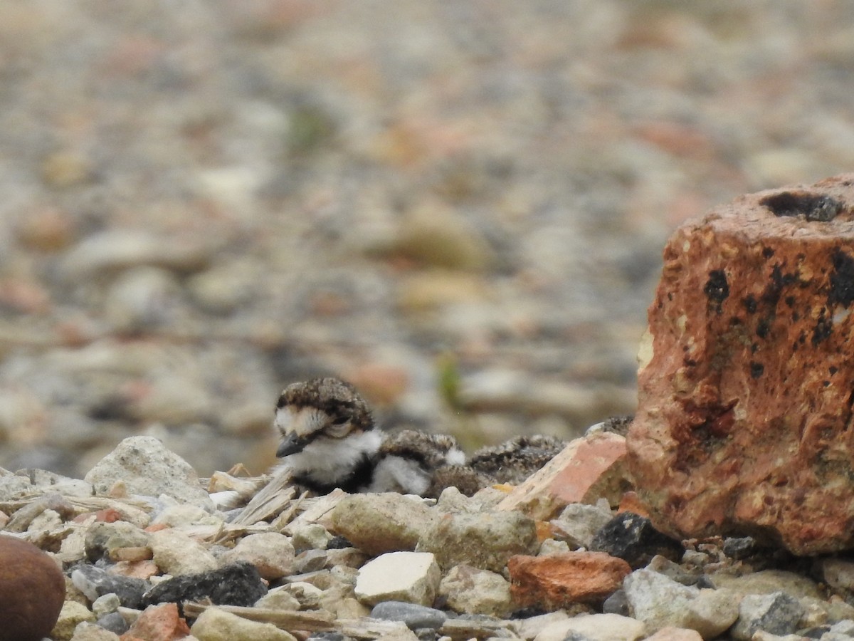 Killdeer - ML638204838