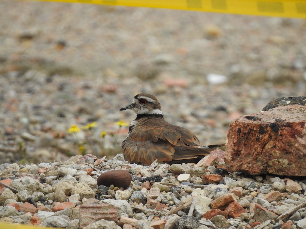 Killdeer - ML638204840