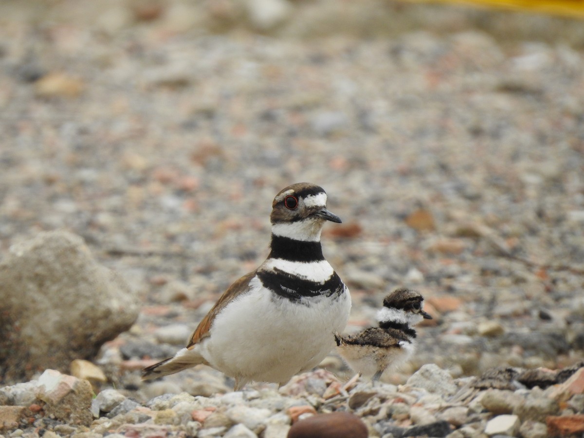 Killdeer - ML638204841