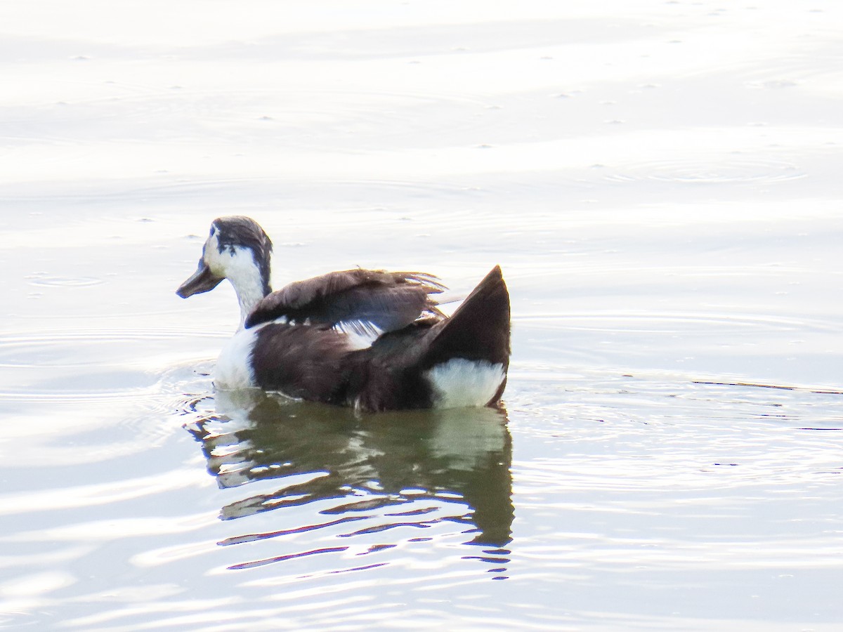 duck sp. - ML638204856