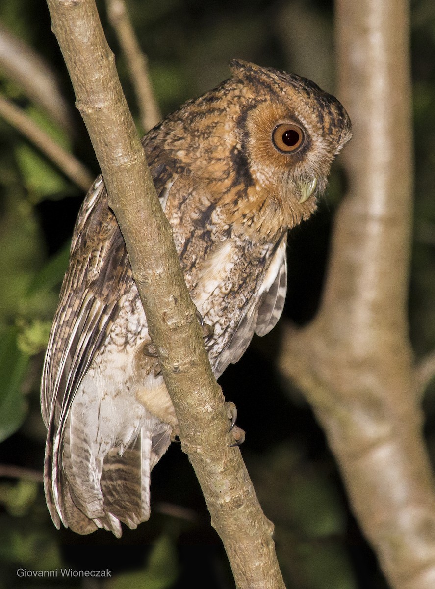Long-tufted Screech-Owl - ML638204864