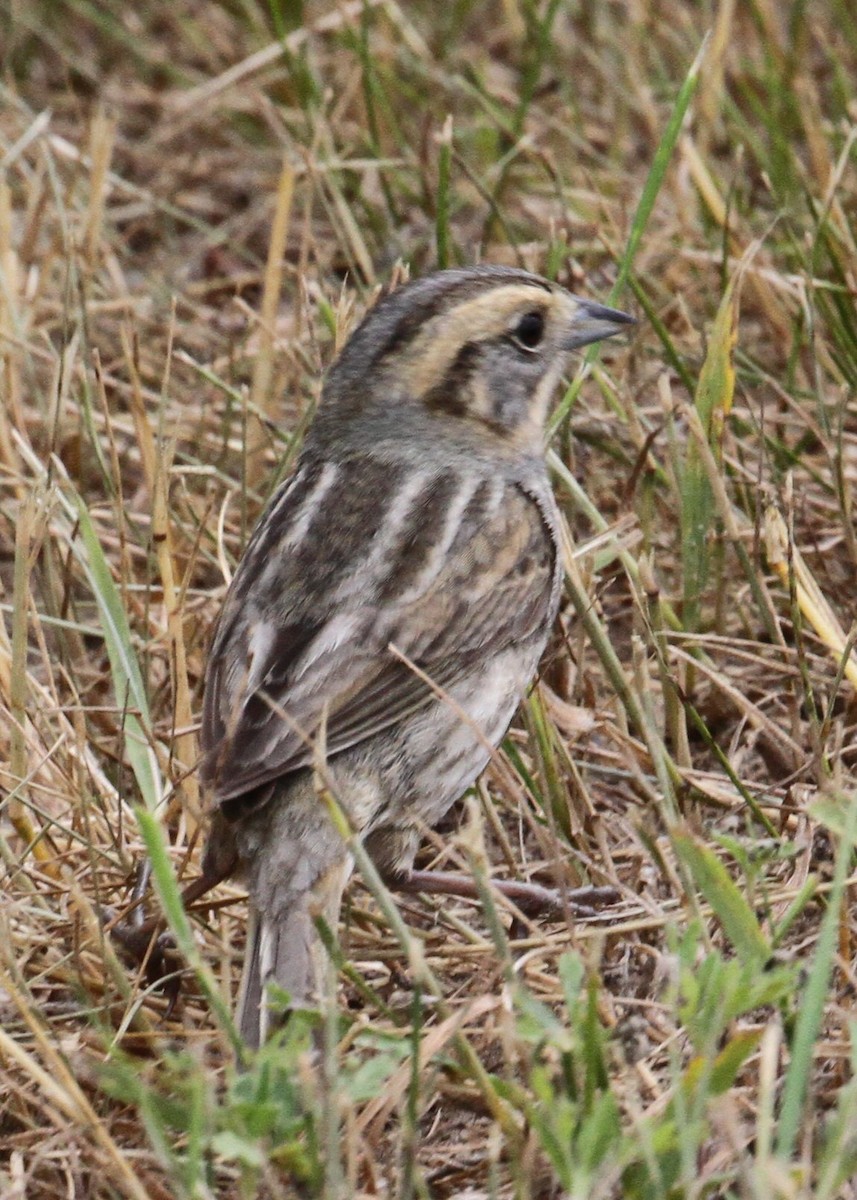 Nelson's Sparrow - ML638204877