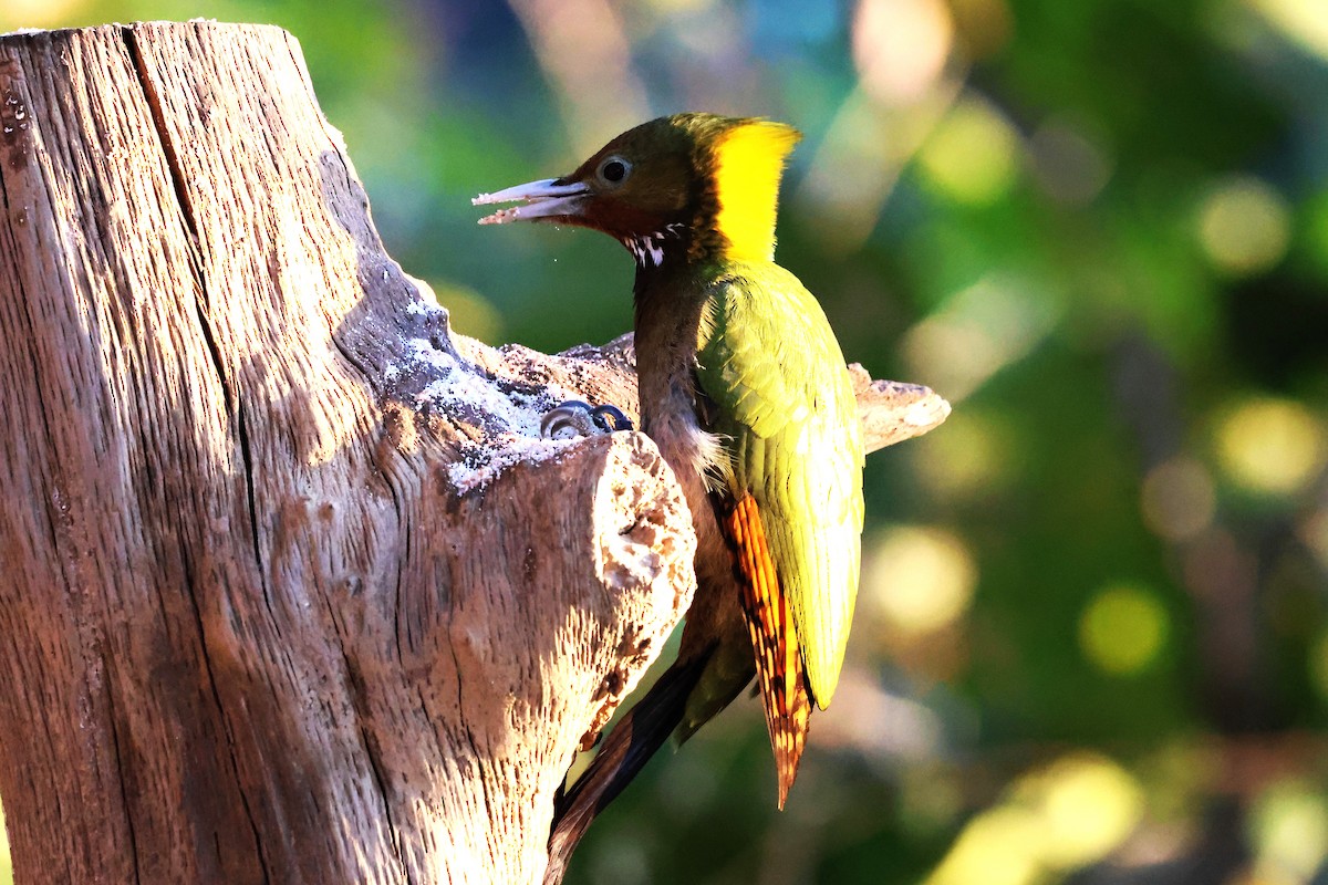 Greater Yellownape - ML638204878