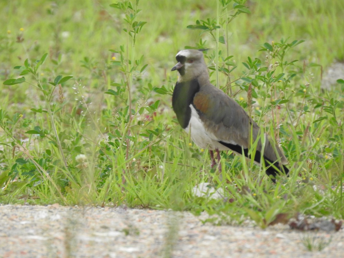 Southern Lapwing - ML638204905