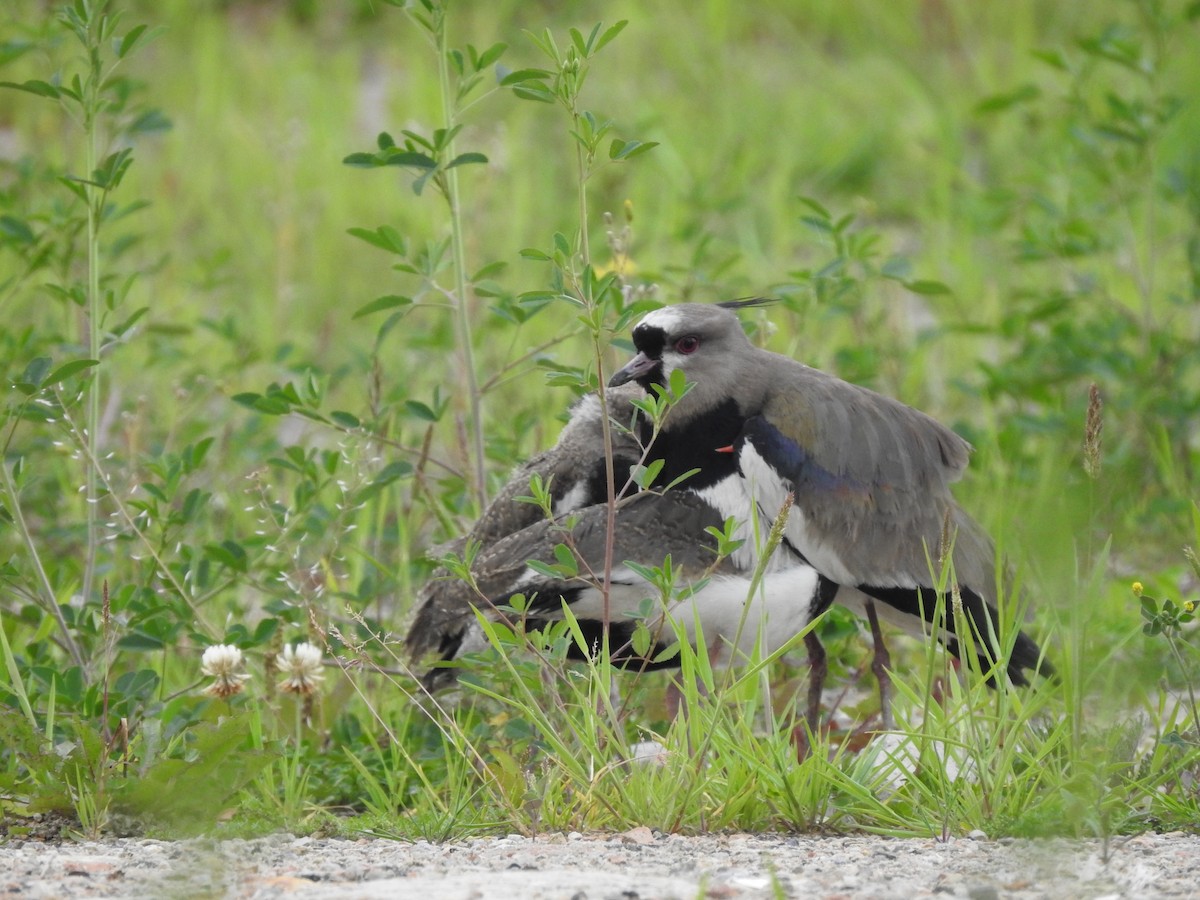 Southern Lapwing - ML638204906