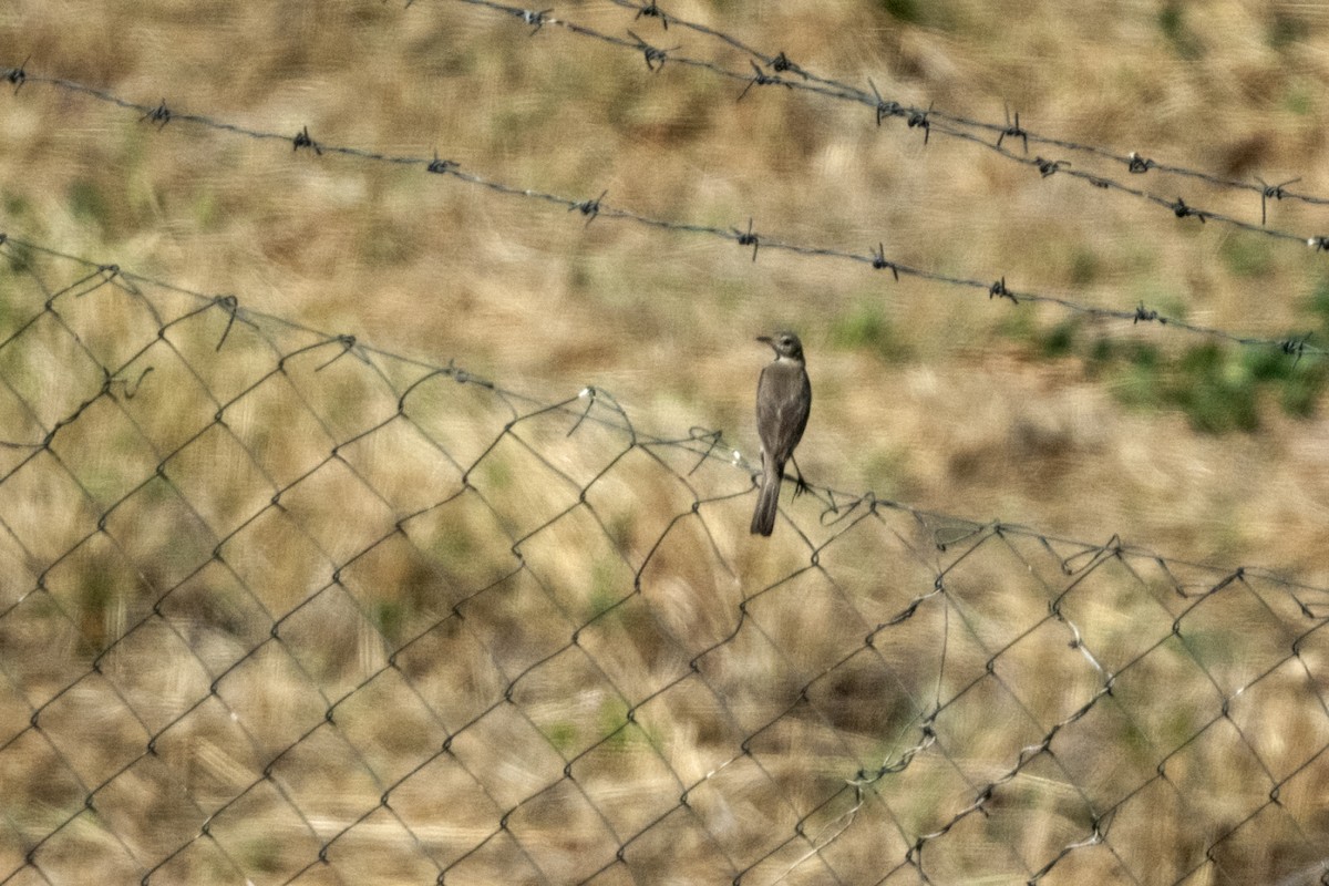 Plain-backed Pipit - ML638204907