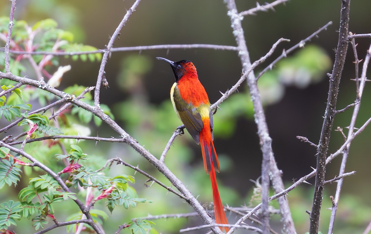 Fire-tailed Sunbird - ML638204920