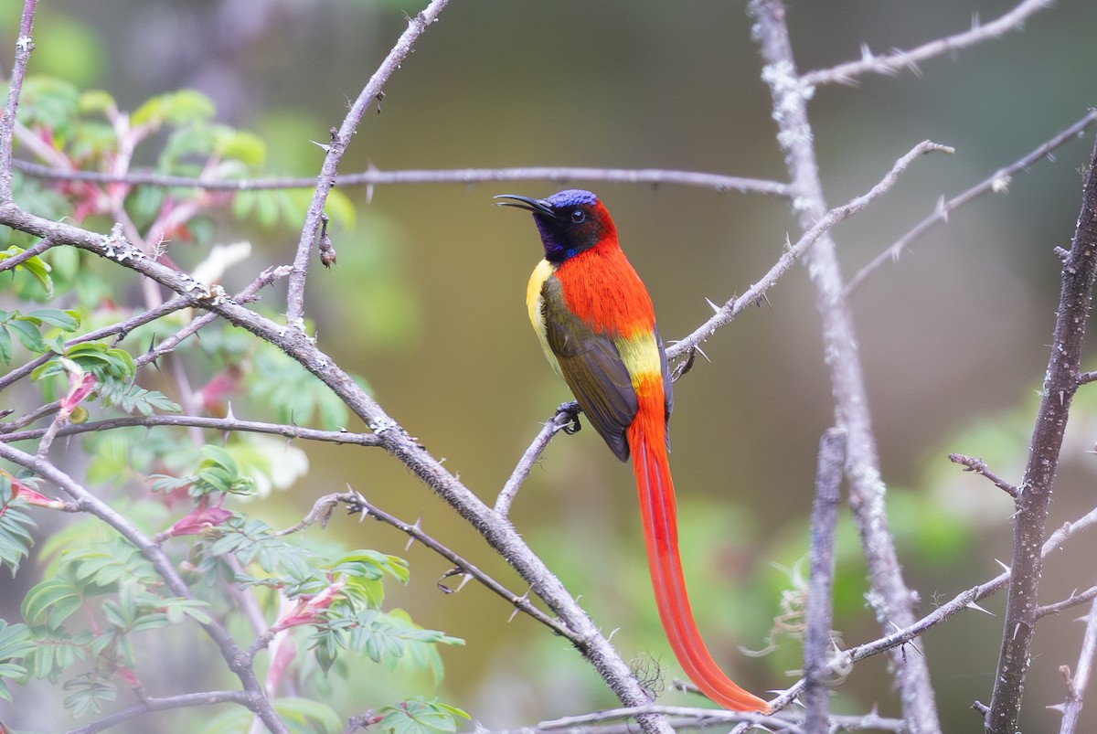 Fire-tailed Sunbird - ML638204921