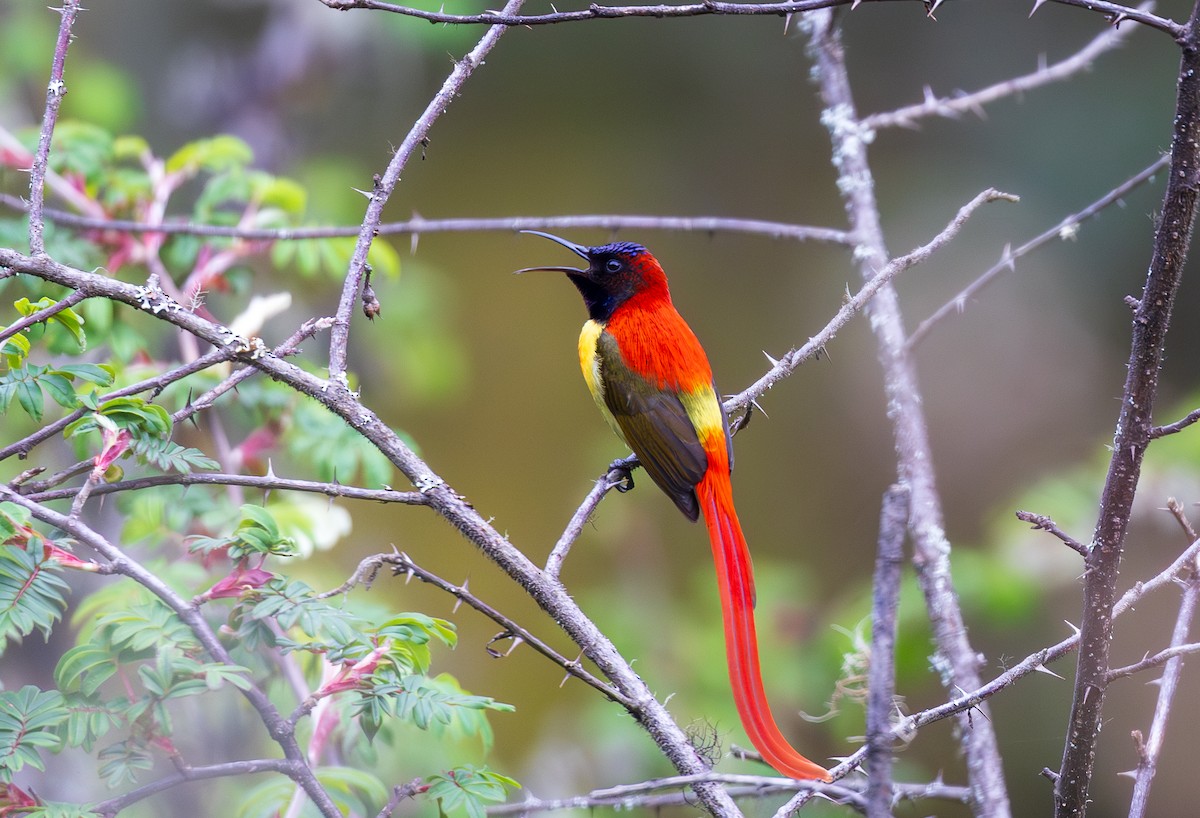 Fire-tailed Sunbird - ML638204922