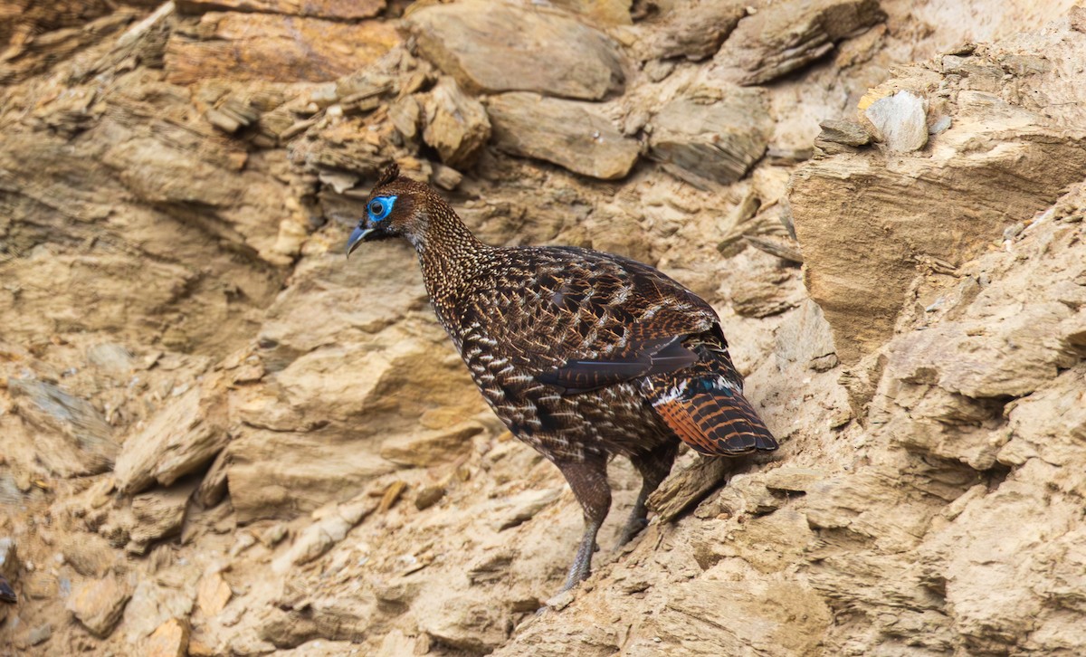Himalayan Monal - ML638204939