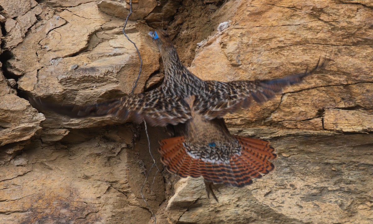 Himalayan Monal - ML638204940