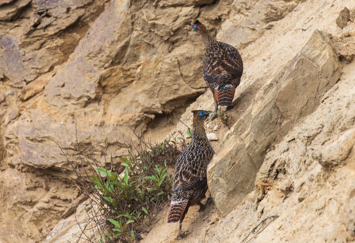 Himalayan Monal - ML638204941