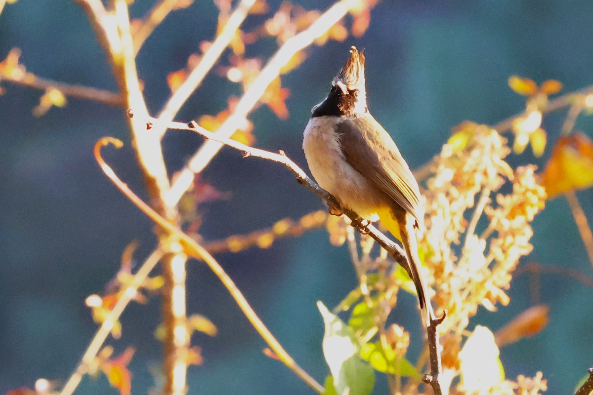 Himalayan Bulbul - ML638204947