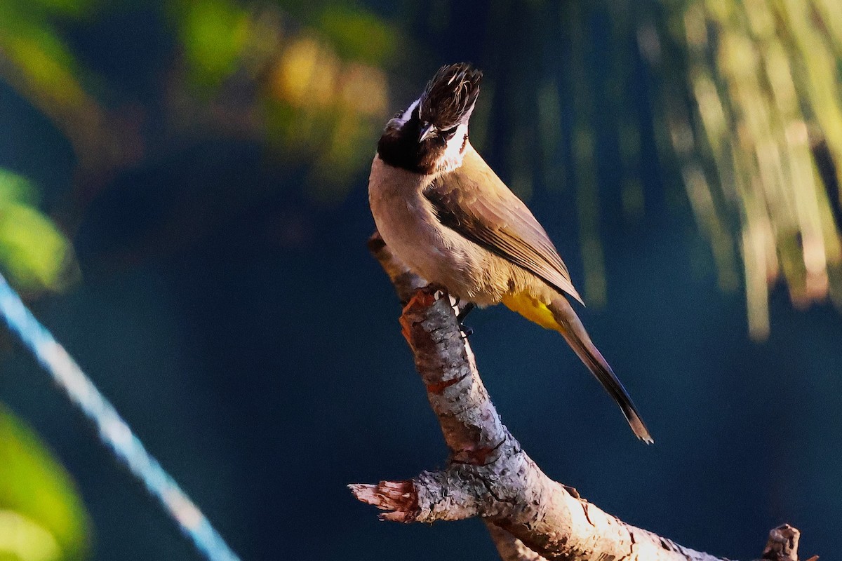 Himalayan Bulbul - ML638204948
