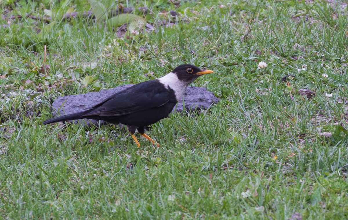 White-collared Blackbird - ML638204949