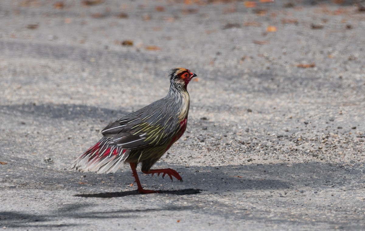Blood Pheasant - ML638204956