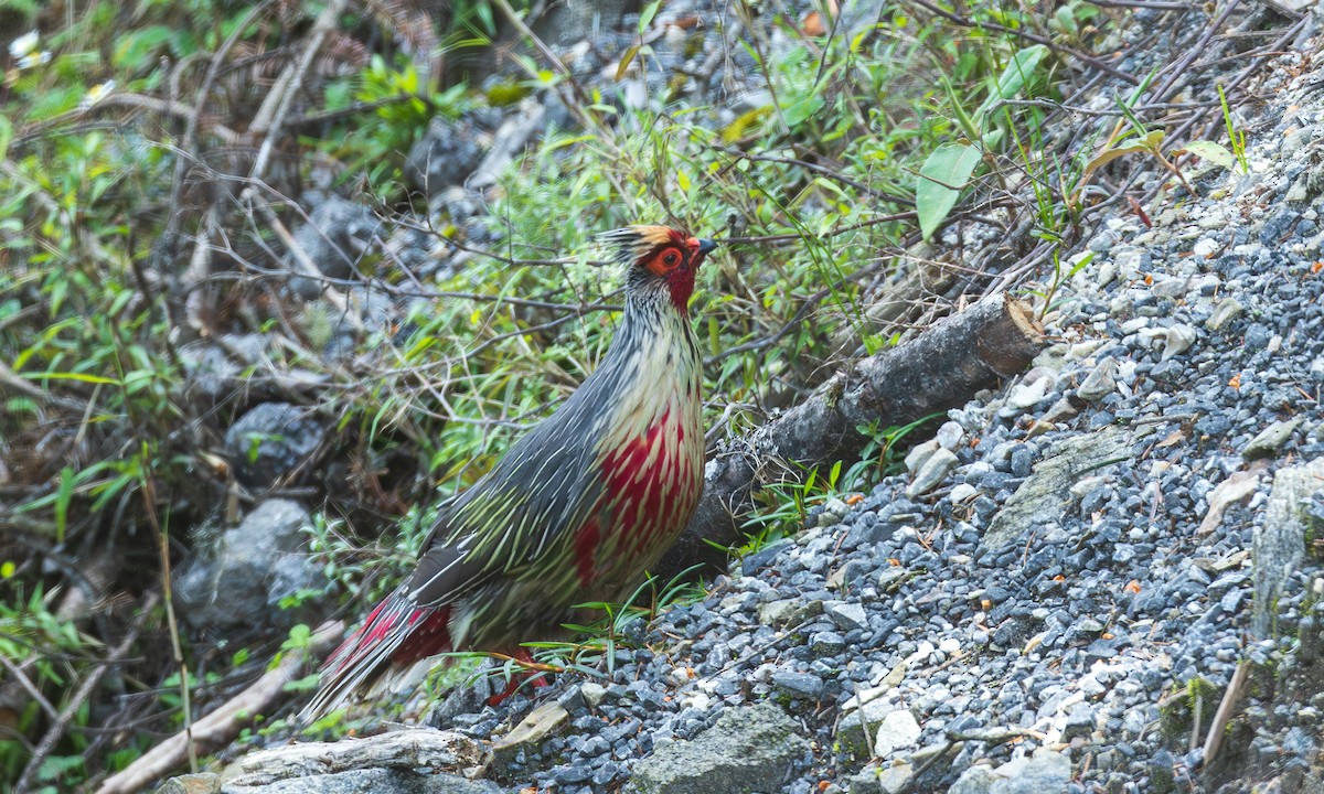 Blood Pheasant - ML638204957