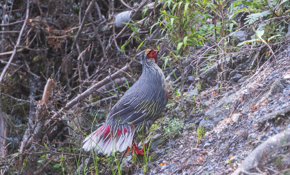 Blood Pheasant - ML638204958