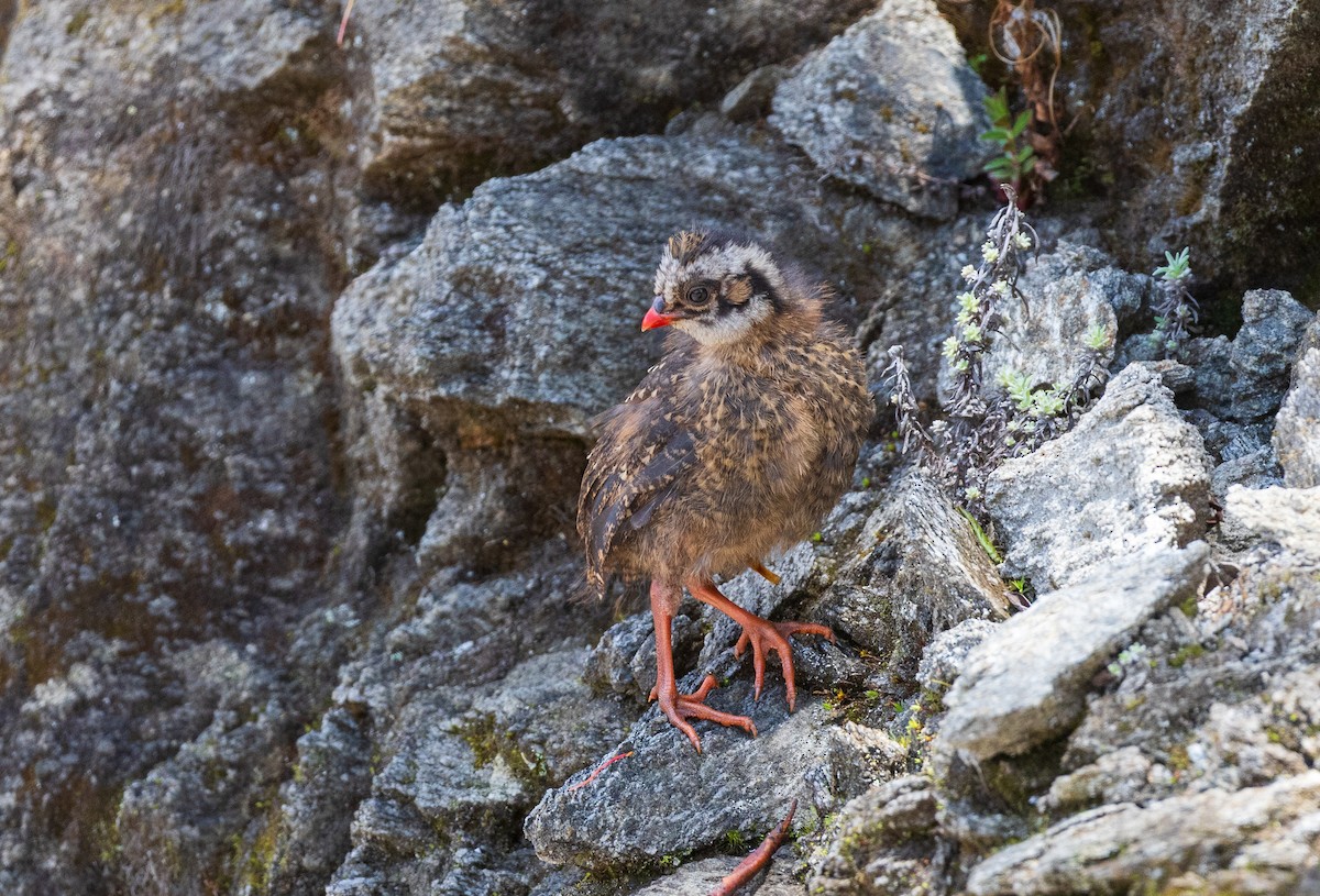 Blood Pheasant - ML638204959
