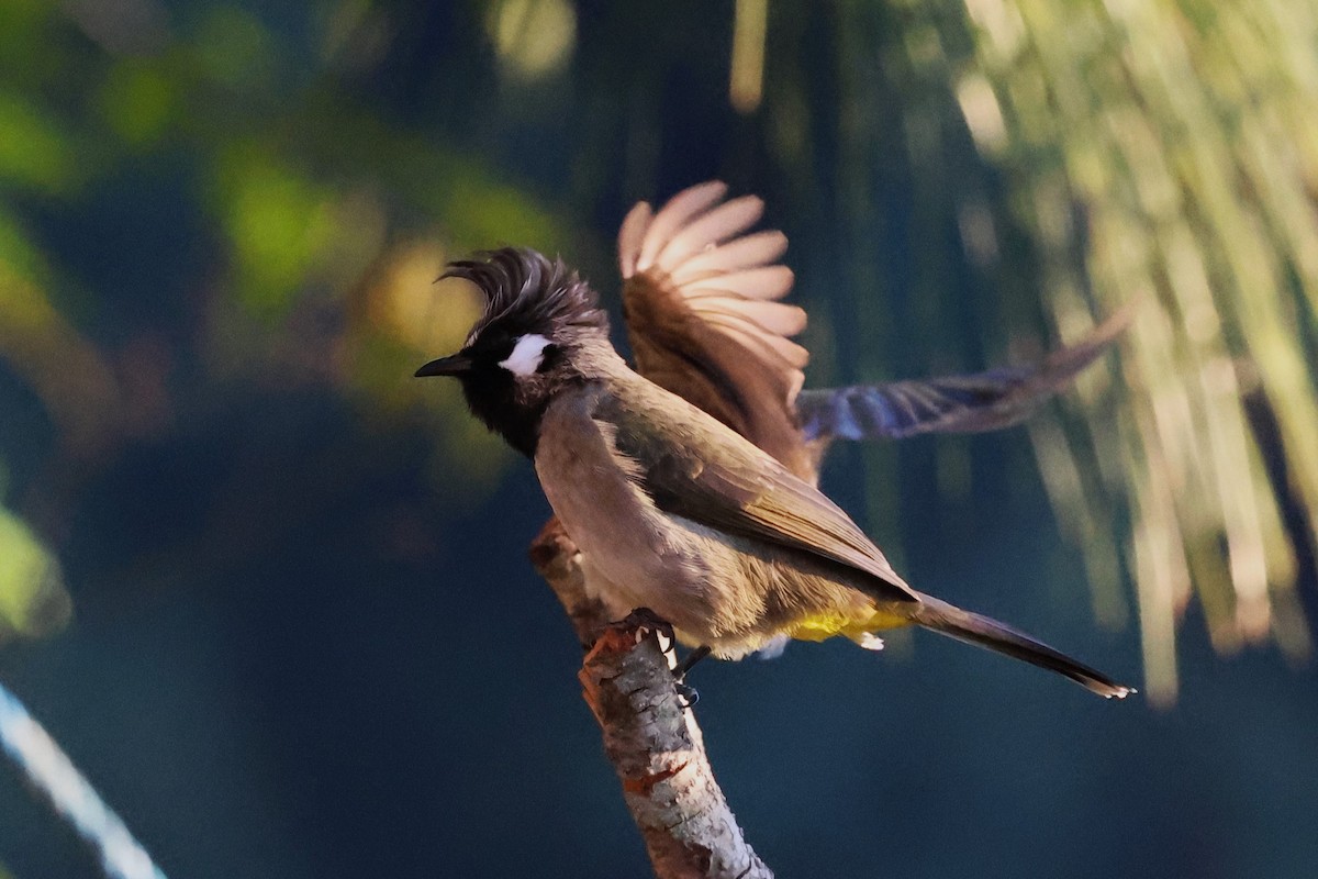 Himalayan Bulbul - ML638204970