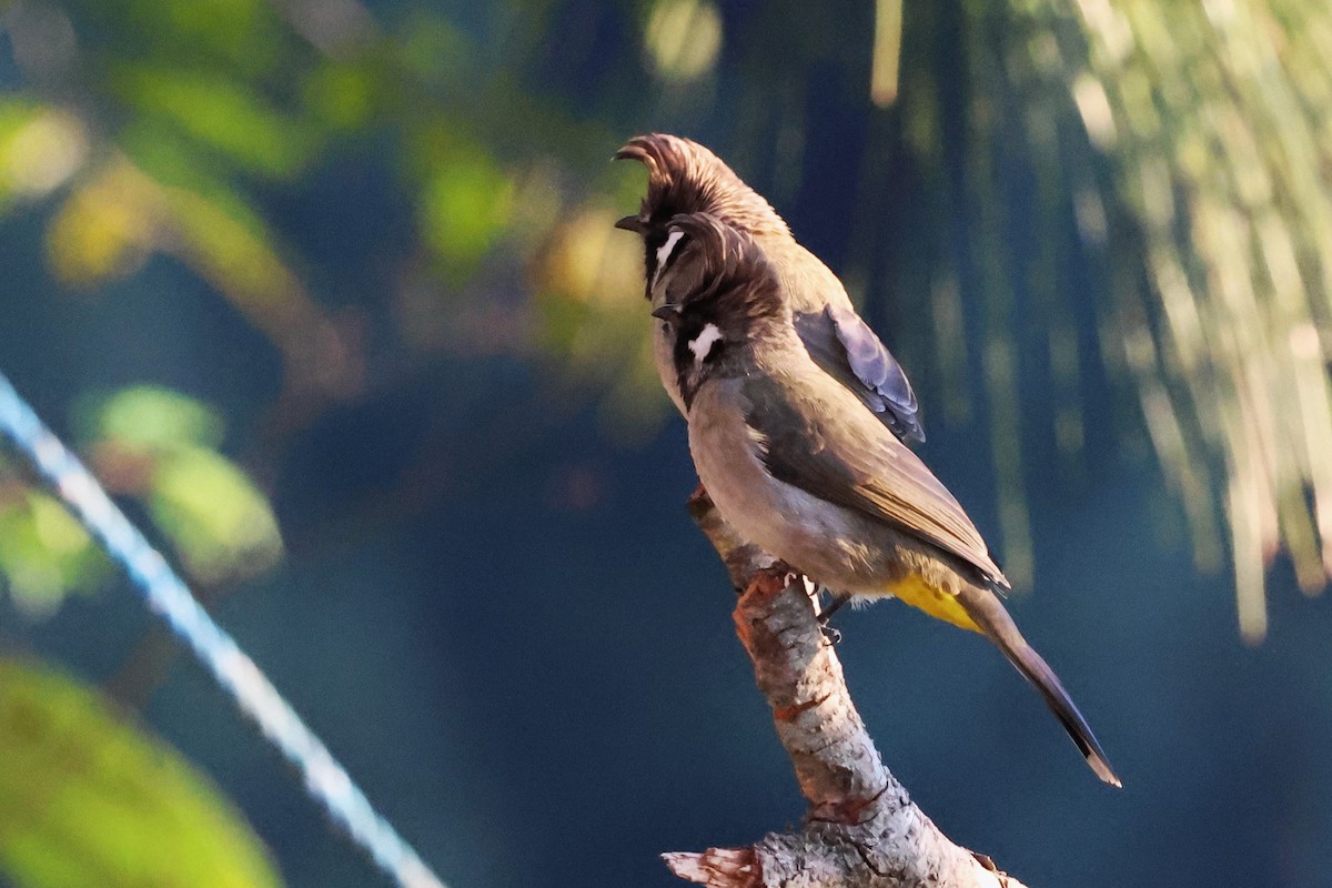 Himalayan Bulbul - ML638204971