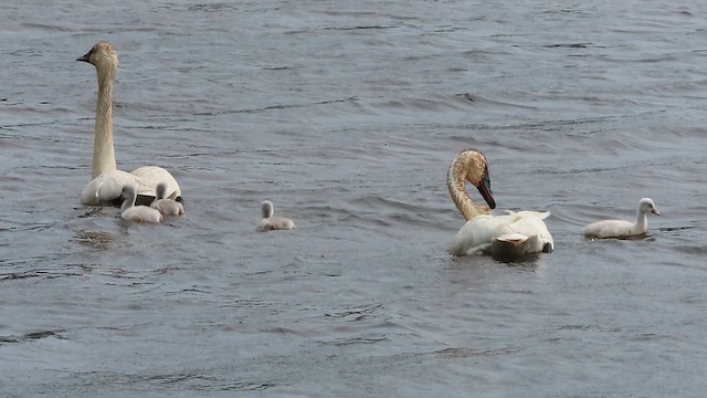 Cygne trompette - ML638204977