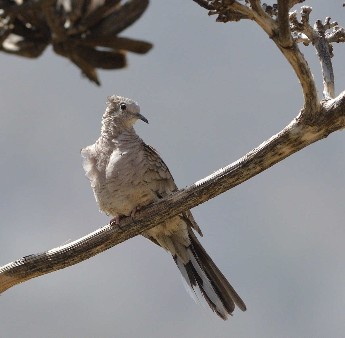 Inca Dove - ML638204983