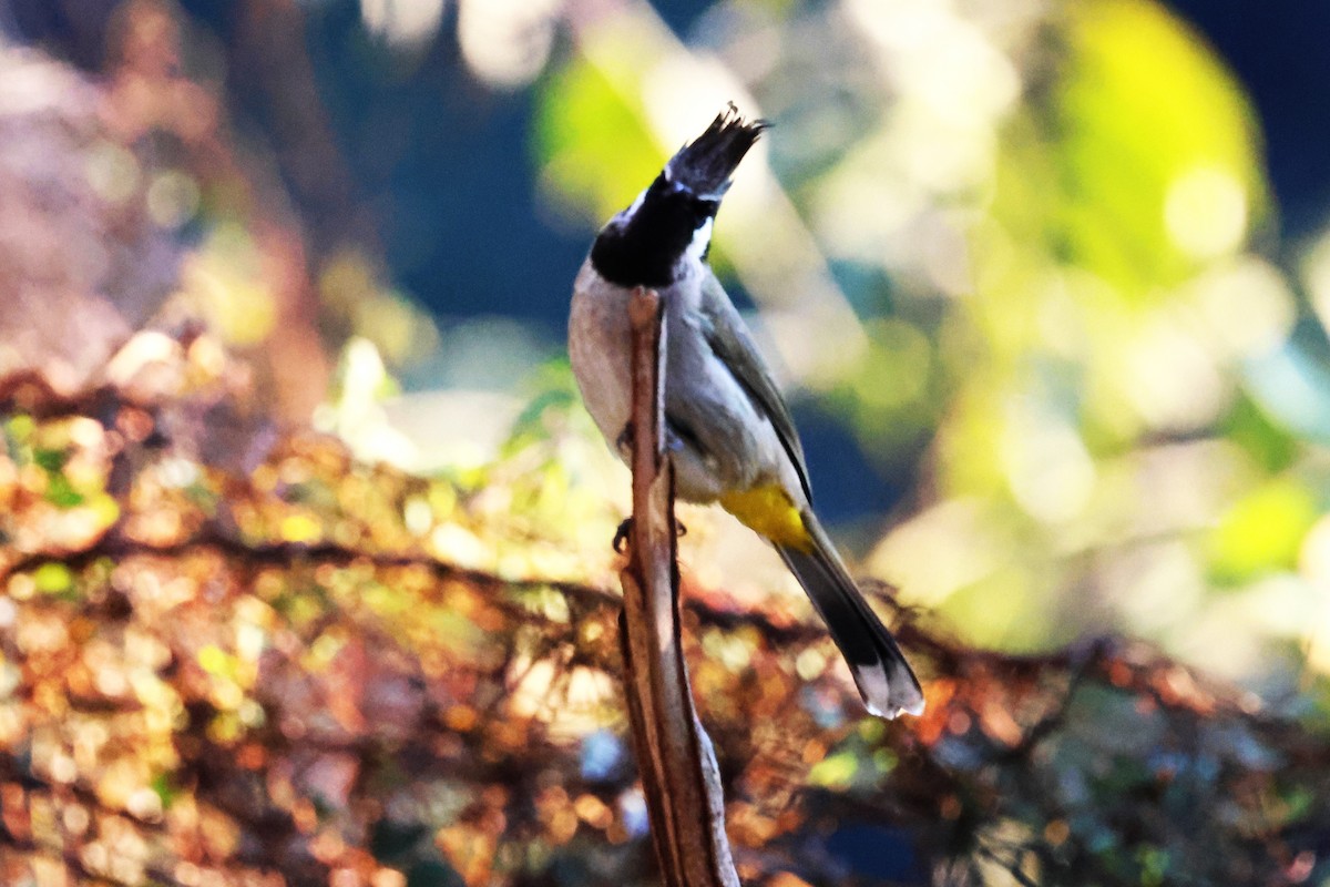Himalayan Bulbul - ML638204986