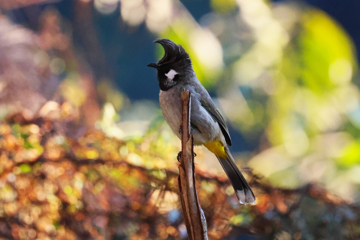 Himalayan Bulbul - ML638204987