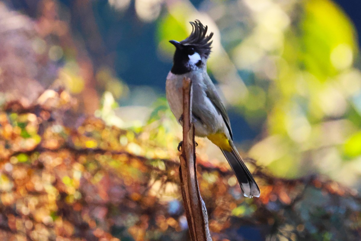 Himalayan Bulbul - ML638204988