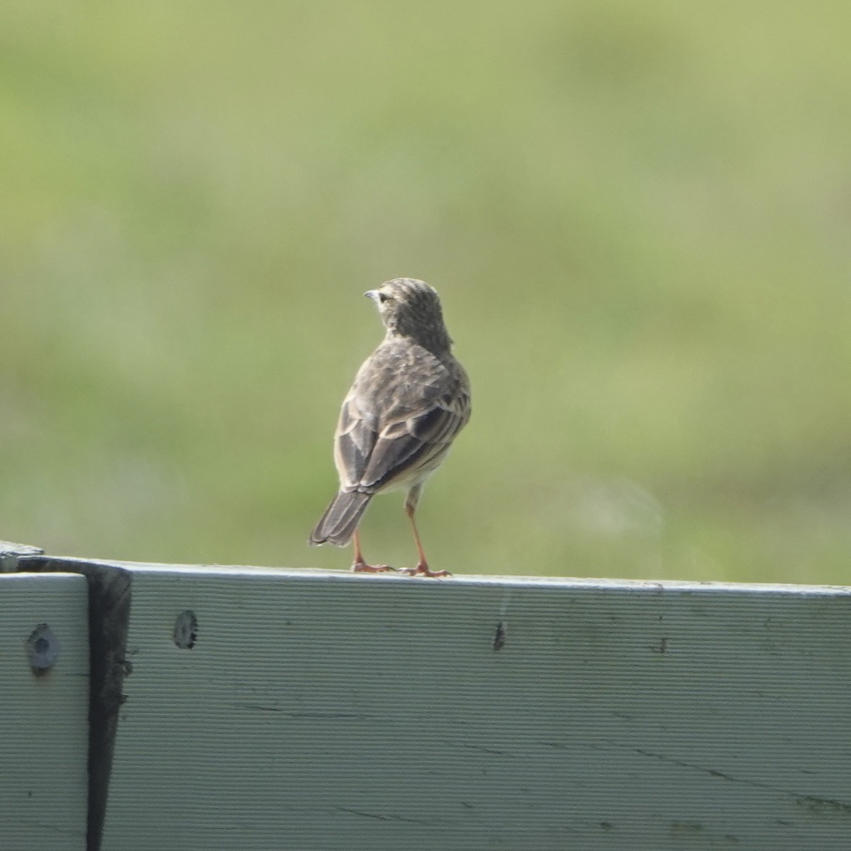 Australian Pipit - ML638204995