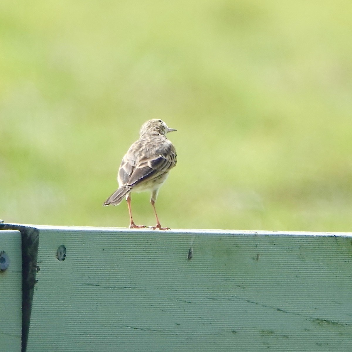 Australian Pipit - ML638204996