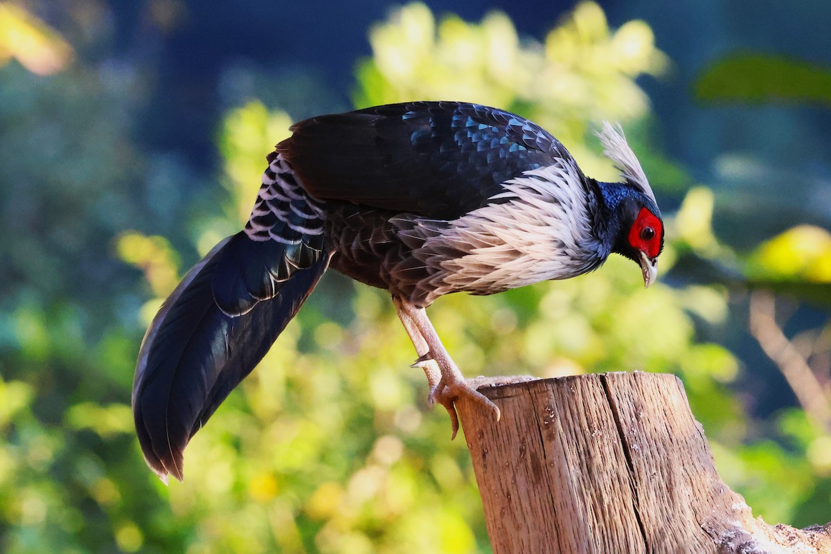 Kalij Pheasant - ML638205002