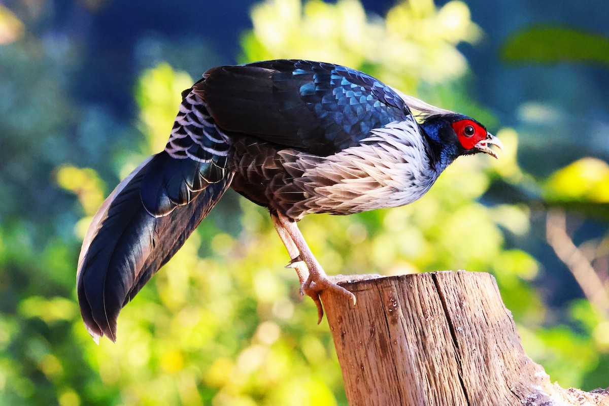 Kalij Pheasant - ML638205003