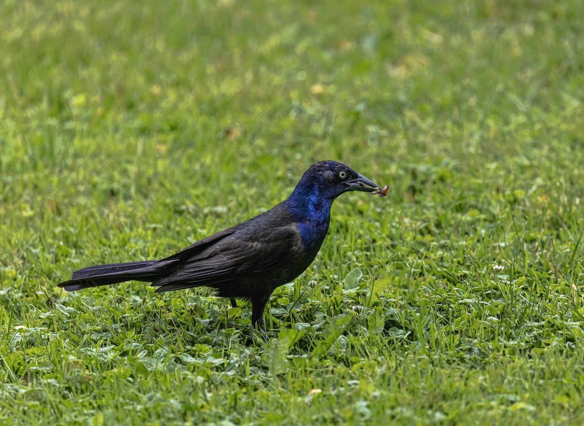Common Grackle - ML638205008