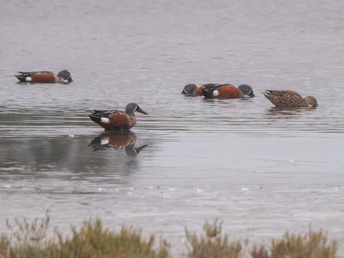 Australasian Shoveler - ML638205016