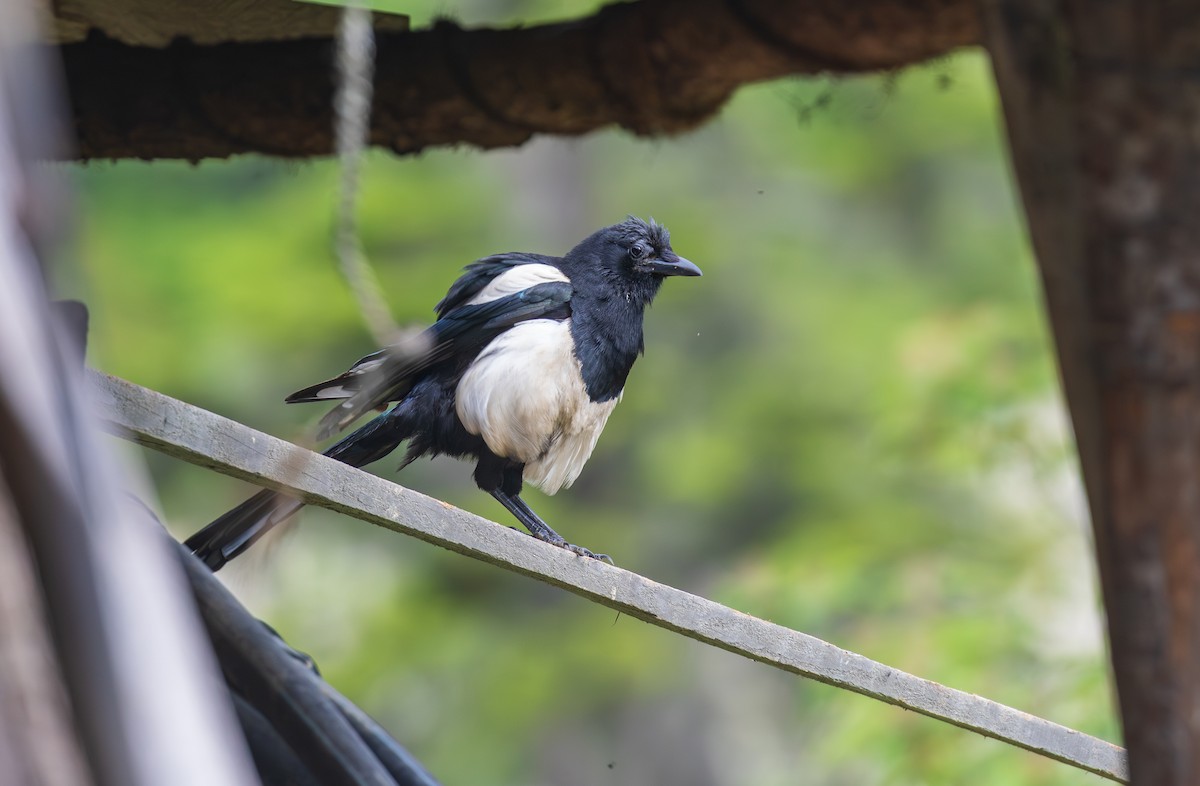 Black-rumped Magpie - ML638205018