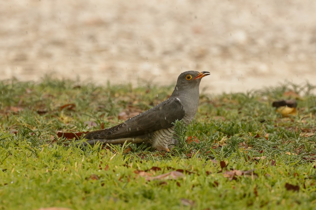 African Cuckoo - ML638205022